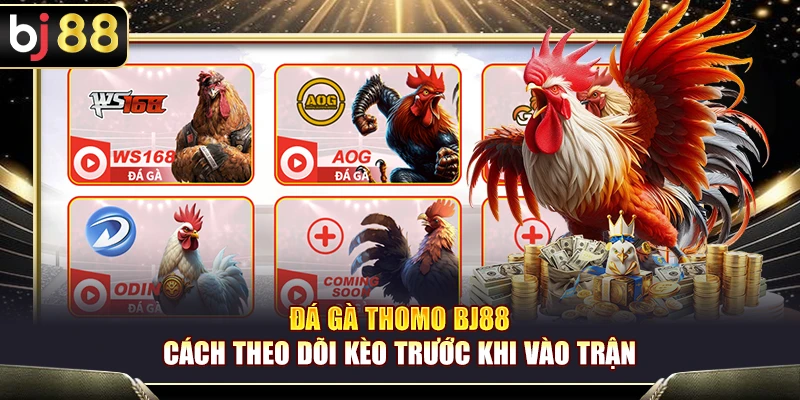 Đá Gà Thomo BJ88 – Cách Theo Dõi Kèo Trước Khi Vào Trận 1 Đá Gà Thomo BJ88 – Cách Theo Dõi Kèo Trước Khi Vào Trận