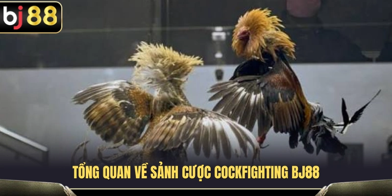 Khám phá điểm nổi bật của sảnh đá gà Cockfighting BJ88