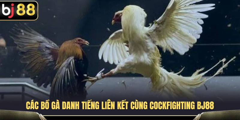 Những trường gà uy tín đang hợp tác với Cockfighting BJ88