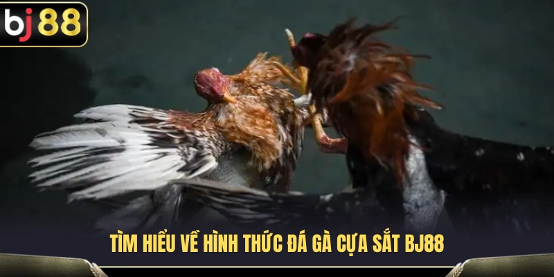Đá Gà Cựa Sắt BJ88 – Những Điểm Cần Nhìn Trước Khi Chọn Cửa 2 Tổng quan về đá gà cựa sắt trên nền tảng BJ 88