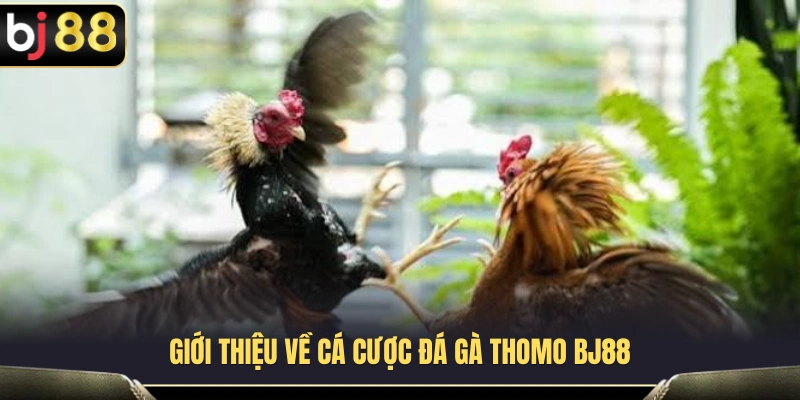 Đá Gà Thomo BJ88 – Cách Theo Dõi Kèo Trước Khi Vào Trận 2 da ga thomo bj88 1 1