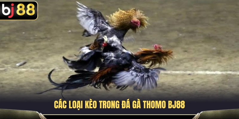 Đá Gà Thomo BJ88 – Cách Theo Dõi Kèo Trước Khi Vào Trận 3 Những hình thức thi đấu phổ biến tại các trường gà Thomo