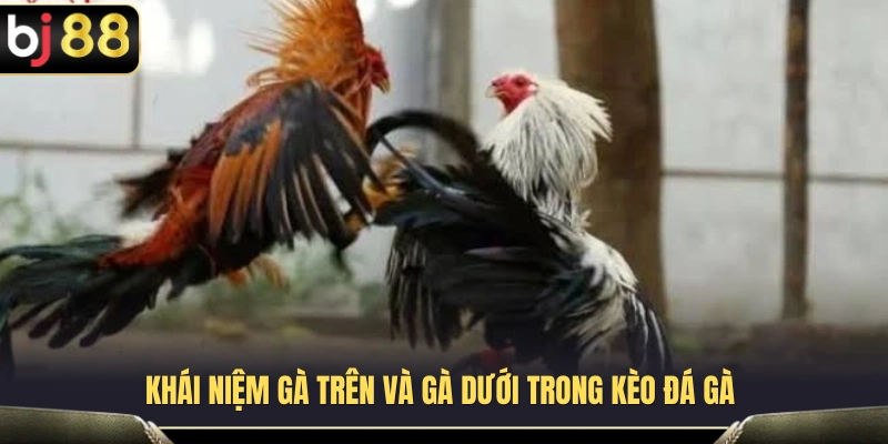 Đá Gà Cựa Sắt BJ88 – Những Điểm Cần Nhìn Trước Khi Chọn Cửa 3 Quy định áp dụng cho chuyên mục đá gà cựa sắt BJ88
