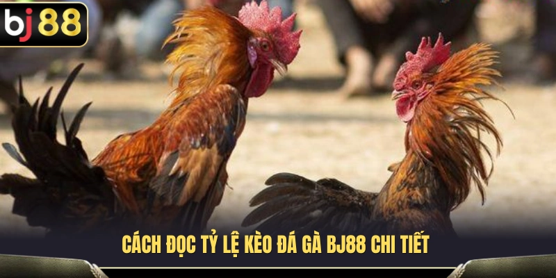 Hướng dẫn đọc kèo đá gà BJ88 cơ bản