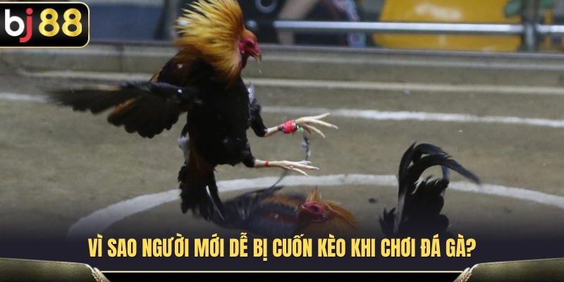 Kinh Nghiệm Cockfighting BJ88 Cho Người Mới Không Bị Cuốn Kèo 2 Những nguyên nhân khiến người mới dễ bị cuốn kèo