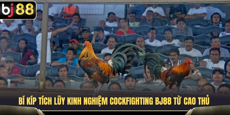 Kinh Nghiệm Cockfighting BJ88 Cho Người Mới Không Bị Cuốn Kèo 3 Kinh nghiệm cockfighting BJ88 được nhiều người chơi chia sẻ
