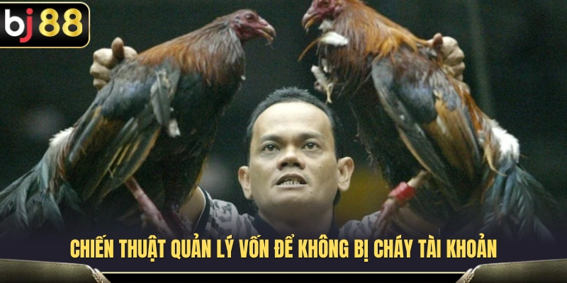 Cách đặt cược đá gà tại Cockfighting BJ88 dành cho người mới